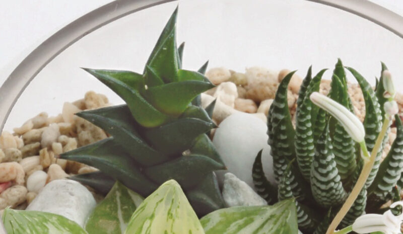 The Best Container for Your Terrarium